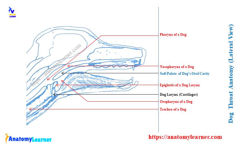 Dog Throat Anatomy