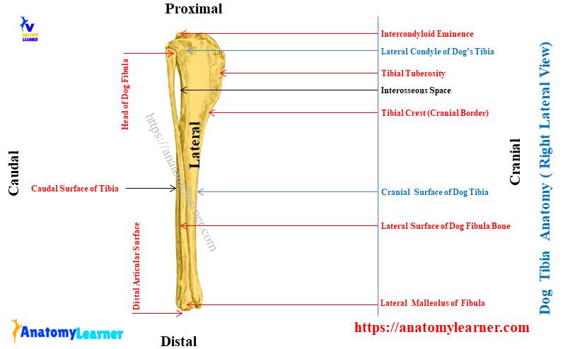 Dog Tibia Anatomy - Right Lateral View