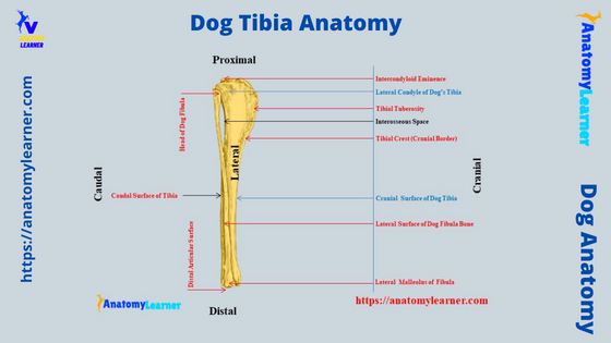 Dog Tibia Bone Anatomy Diagram