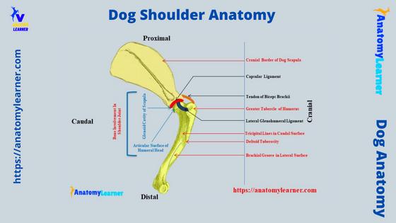 Dog shoulder anatomy labeled diagram