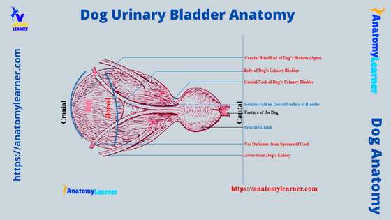 Dog Bladder Anatomy