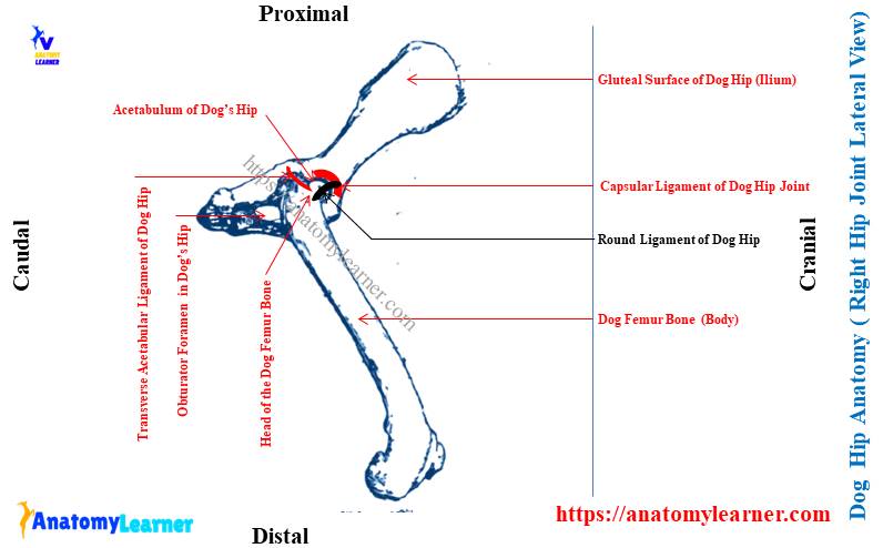 Dog Hip Anatomy - Right Lateral View