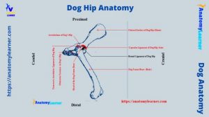 Dog Hip Anatomy - Bones, Muscles, and Vessels » AnatomyLearner >> The ...