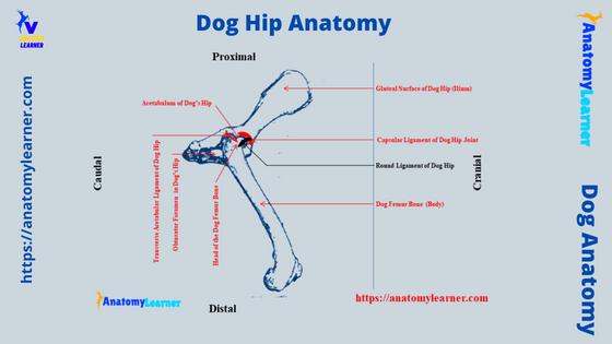 Dog Hip Joint Anatomy