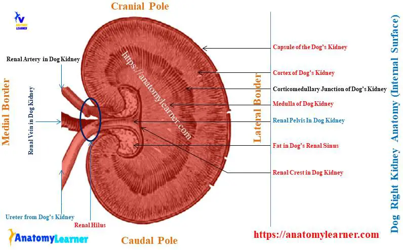 Dog Kidney Anatomy - Internal Surface