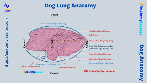 Dog Lung Anatomy Lobe Diagram
