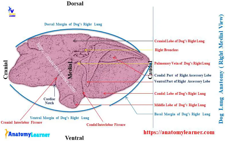 Dog Lung Anatomy _ Right Medial View