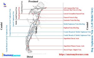 Dog Saphenous Vein (Lateral and Medial) Anatomy » AnatomyLearner ...