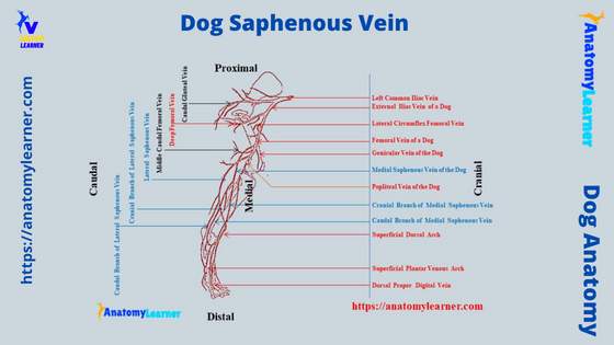 Dog Saphenous Vein