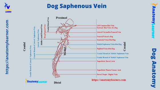Dog Saphenous Vein Lateral And Medial Anatomy AnatomyLearner 