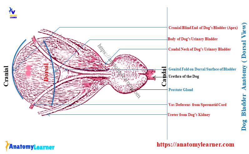 Dog Urinary Bladder Anatomy with Labeled Diagram