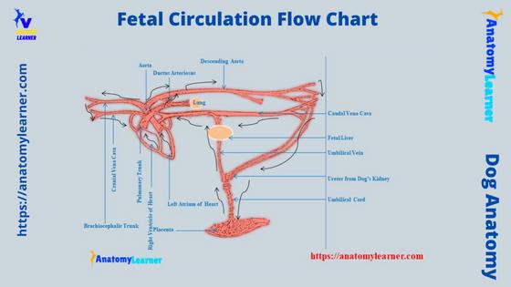 Fetal Circulation Flow Chart Diagram