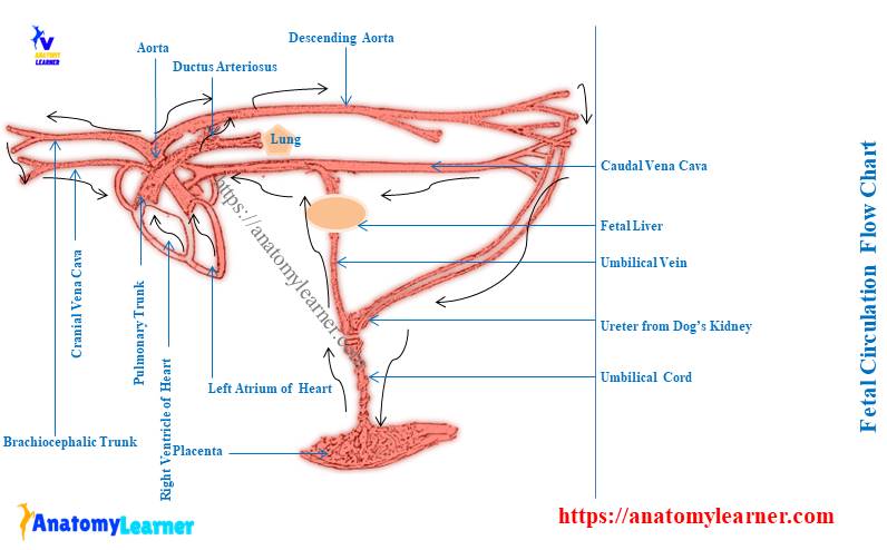 Fetal Circulation Flow Chart with Explanation