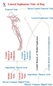 Dog Saphenous Vein (Lateral and Medial) Anatomy » AnatomyLearner ...