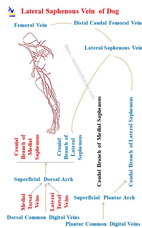 Lateral Saphenous Vein of a Dog