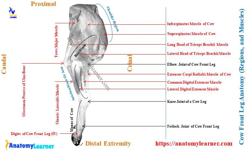 Cow Front Leg Anatomy - Bones, and Muscles