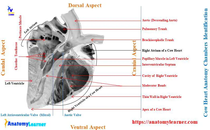 Cow Heart Anatomy Chambers - Identification