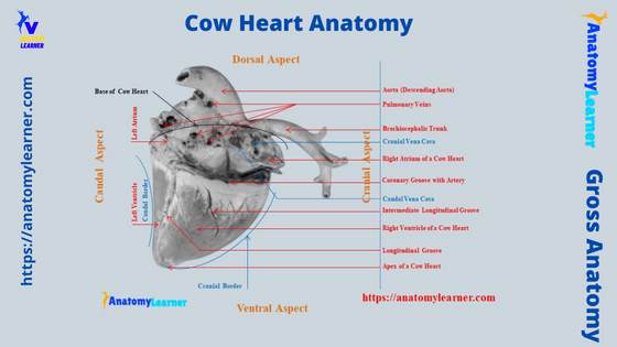 Cow Heart Anatomy