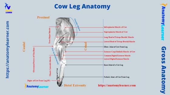 Cow Leg Anatomy