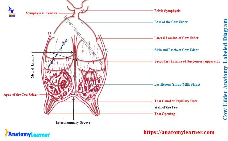 Cow Udder Anatomy - Mammary Gland Labeled Diagram