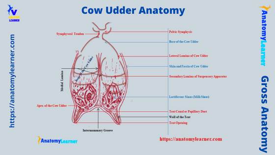 cow udder diagram