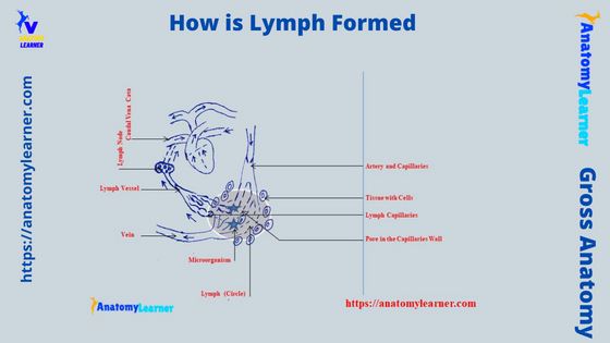 How is Lymph Formed