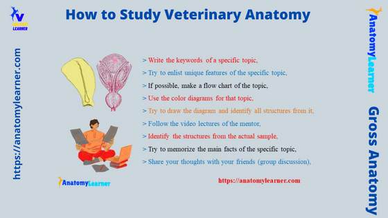How to Study Veterinary Anatomy Quickly