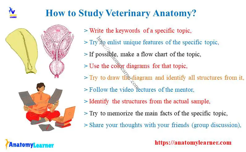 How to Study Veterinary Anatomy