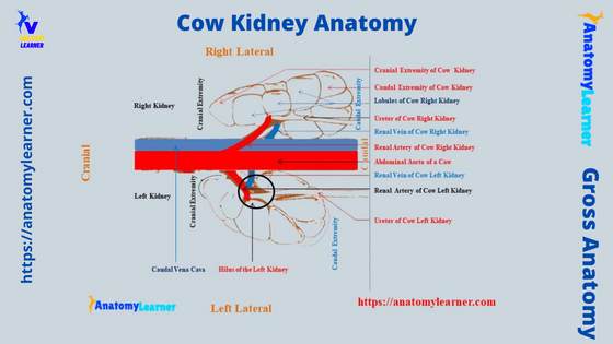 Cow Kidney Anatomy Labeled Diagram