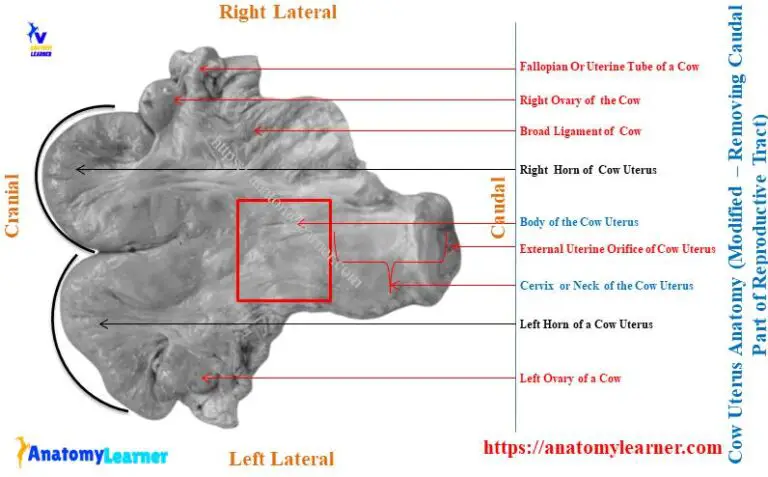 Cow Uterus Anatomy - Horns, Body, and Cervix with Diagram ...