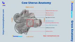 Cow Uterus Anatomy - Horns, Body, and Cervix with Diagram ...