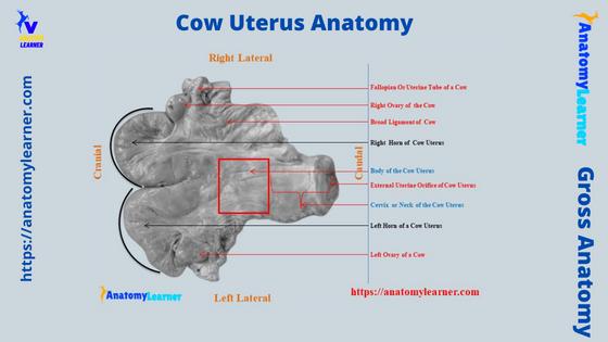 Cow Uterus Anatomy Labeled Diagram
