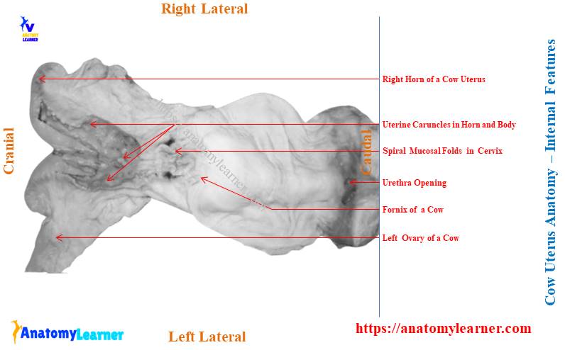 Cow Uterus Anatomy (bovine) - Internal Features