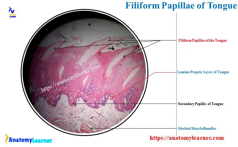 Filiform Papillae of a Tongue