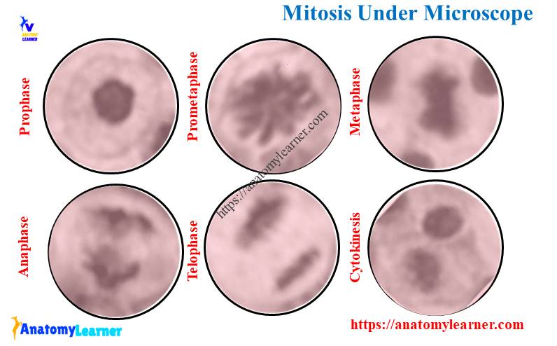 Mitosis Under Microscope (Prophase, Metaphase, Anaphase, and Telophase)