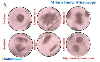 meiosis stages under microscope