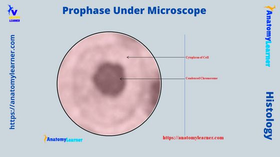 Prophase Under Microscope Labeled Diagram