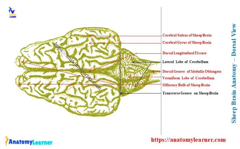 Sheep Brain Anatomy With Labeled Diagram Anatomylearner Veterinary Anatomy Learning Platform