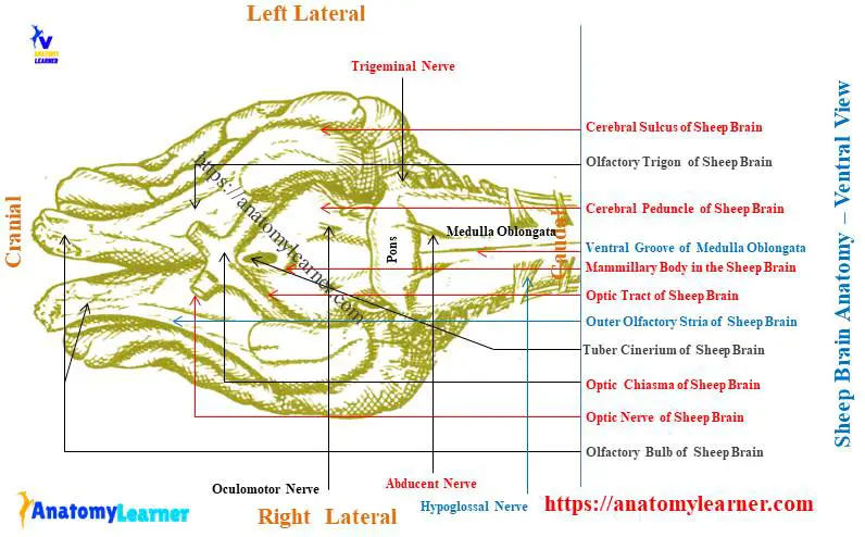 Sheep Brain Anatomy - Ventral View