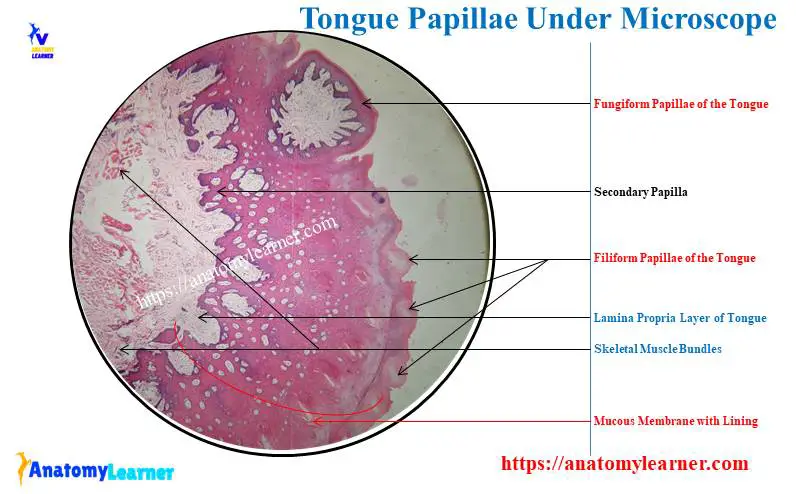 Tongue Papillae Under a Microscope