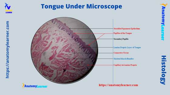 Tongue Under Microscope Labeled