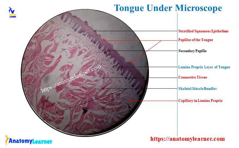 Tongue Under Microscope