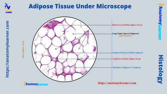 Adipose Tissue Under Microscope Labeled