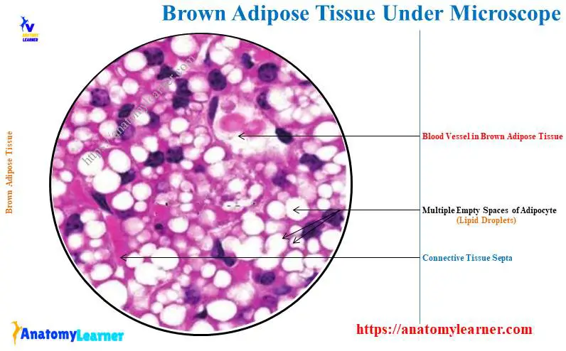 Brown Adipose Tissue Under a Microscope
