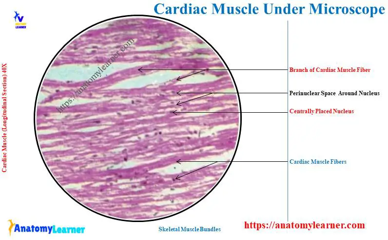 Cardiac Muscle Microscope Slide 40X
