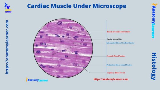 Cardiac Muscle Under a Microscope Labeled 400X Diagram