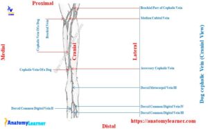 Dog Cephalic Vein Anatomy Location and Blood Collection