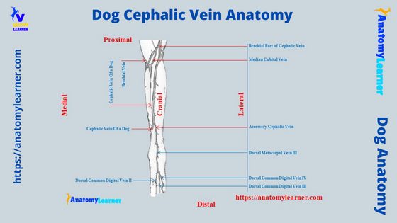 Dog Cephalic Vein Labeled Diagram - Blood Collection