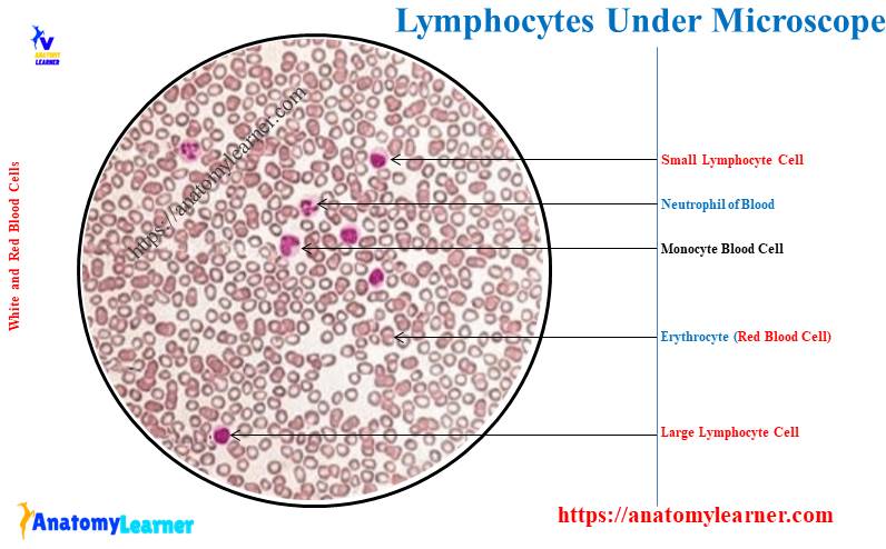Lymphocytes Under Microscope