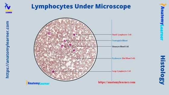 Lymphocytes Under a Microscope with Labeled